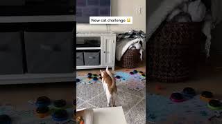 New Cat Challenge ? | March 2021 | CatManJohn