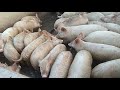 Pig Farm in Rajasthan