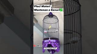 MASTERAN WAJIB PLECI FULL ISIAN MANTENAN \u0026 KENARI ‼️
