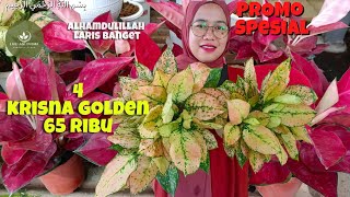 OBRAL AGLONEMA MURAH TANIAN SENDIRI | COCOK BUAT PEMULA | PART 210