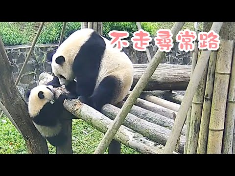 《熊貓早晚安》看起來幼稚園的安全教育課還不夠全面 | iPanda熊貓頻道