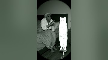 Cookie the cat and grandma #funny #trending #foryou #shorts #cat #cats #viral #comedy