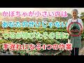 【99%の家庭菜園が知らない】かぼちゃが小さいのはあなたのせいじゃない——つるが伸びたその日にやらないと手遅れになる4つの作業