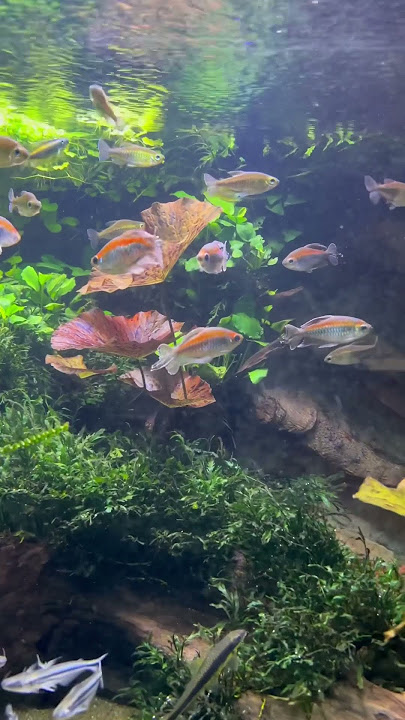 The Most Amazing Freshwater Aquarium I’ve Seen! 🌱🐟 #aquarium #aquascape #fish