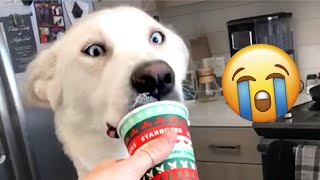 Cute and Funny Dog Voiceovers You Can't Resist! screenshot 2