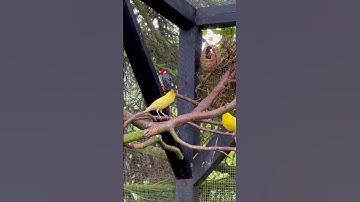 Thumbnail of Canary Singing | Bird Sounds | Aviary Bird | Bird Song