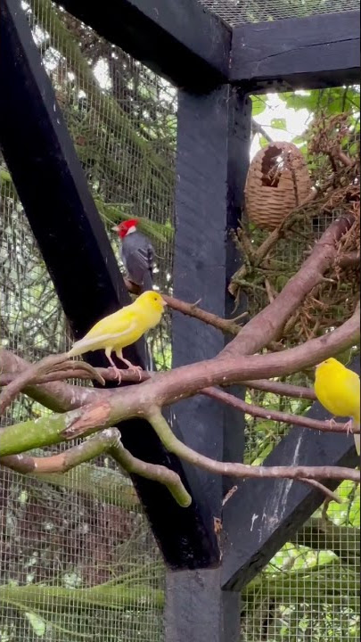Canary Singing | Bird Sounds | Aviary Bird | Bird Song