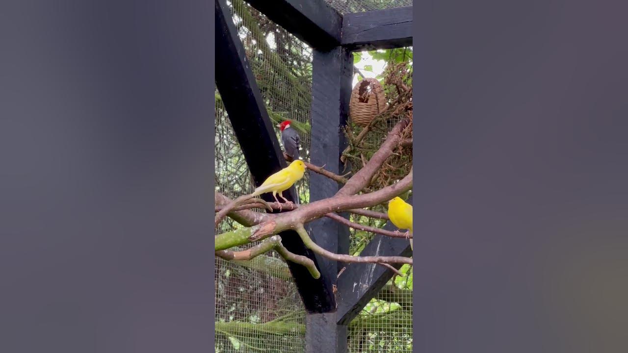 Canary Singing | Bird Sounds | Aviary Bird | Bird Song