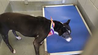 acs A677179