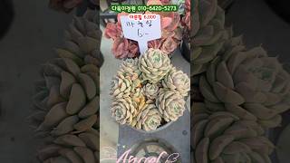 묵어진 풍성한 군생 마룬휠 6,000 #다육이정원 #임영웅