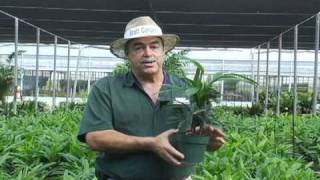 Rhapis Excelsa Care Instructions.avi