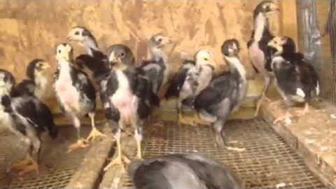 Thai chicken/ jungle fowl chicks/qaib thaib