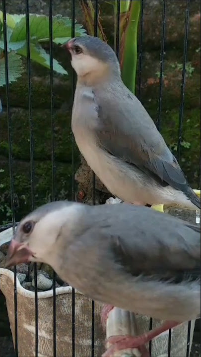 GELATIK BELONG USIA 2 BULAN #finch #finches #gelatik