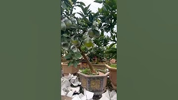 Bưởi Bonsai Chơi Tết Tầm Trung
