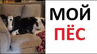 Лютые приколы. Почему моя собака мычит и дает молоко? Лютые приколы. Почему моя собака мычит и дает молоко?