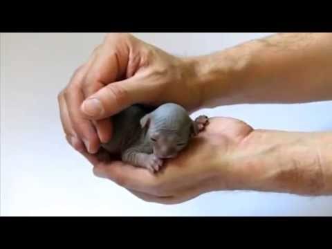 Sankt-Peterburgdagi uzbek ayollari seks Rus hamkori porno onlayn almashish