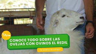 Conoce todo sobre las ovejas con Ovinos El Redil  TvAgro por Juan Gonzalo Angel Restrepo