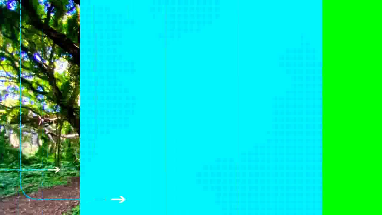 Maui  Honolua Bay  Access Trail Mystical Forest