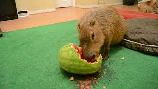 Capybara and watermelon.