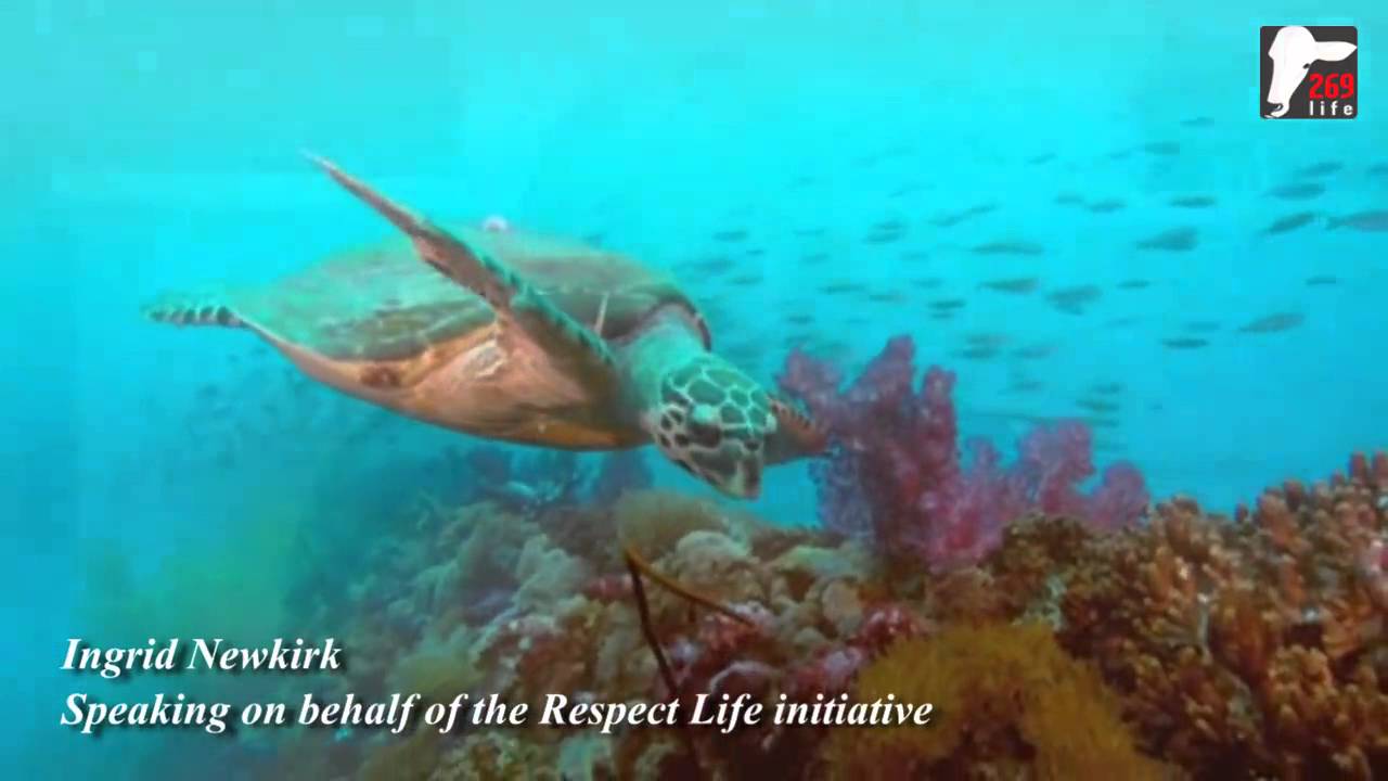 Respect Life with Ingrid Newkirk - YouTube