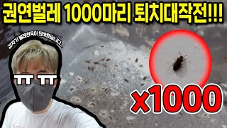 HOW TO EXTERMINATE 1000 CIGAR BEETLES!