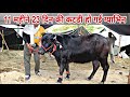 जानिए कैसे तैयार कर रहे हैं हरियाणा के पशुपालक इतने अच्छे पशु ? Learn how  prepare such good animals