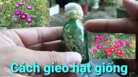 Hướng dẫn cách gieo hạt cúc 7 màu hướng dương nảy mầm tỉ lệ cao