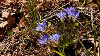 春を告げるハルリンドウ