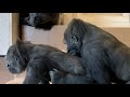シャバーニに睨まれて反省するキヨマサ シャバーニ家族 ゴリラ/Gorilla