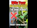 Air Layering Failed? Branch Size Mistake – Why It’s Not Rooting 😭