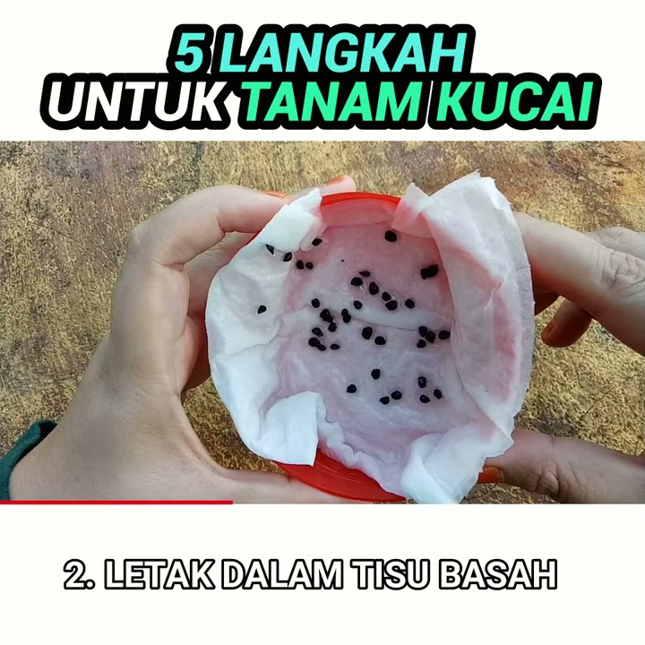 #Shorts 30 Saat Belajar Tanam Kucai Dari Biji Benih