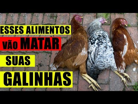 Vídeo: As galinhas devem comer carne?