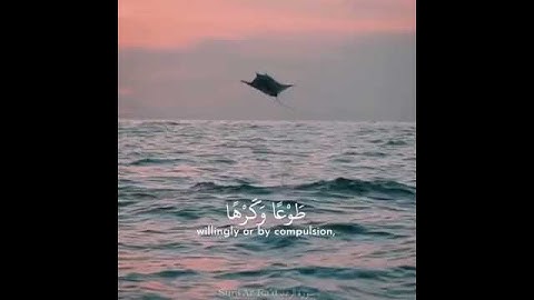 (ولله يسجد من في السماوات والأرض طوعا وكرها وظلالهم بالغدو والآصال) القارئ: إسلام صبحي