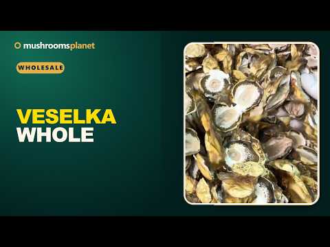 Veselka whole video review