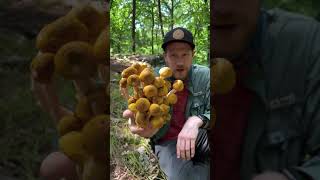 Foraging for Honey Mushrooms (Armillaria mellea) in Massachusetts