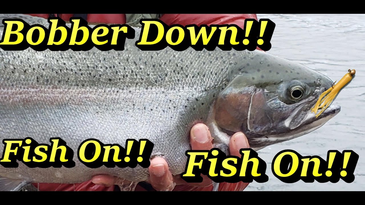 Bobber Down!! Fish On!! Fall Steelhead Fishing Rocky River, Ohio-November 2020