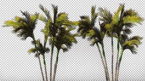 Palm Trees in The Wind | Motion Graphics - Videohive template