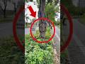 Giant Lizard in a Tree? The Truth Will Shock You! #WildNature #HiddenTruth #Shorts