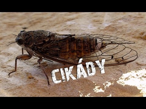 Video: Vydávají cikády hluk?