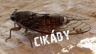 CIKÁDY 160dB !