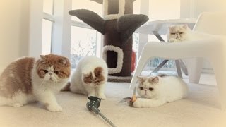 Cat Daddy Jumbo and Sons' Playtime by sweetfurx4 91,087 views 9 years ago 1 minute, 59 seconds