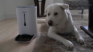 WOPET Automatic Pet Feeder Review (With Set Up)