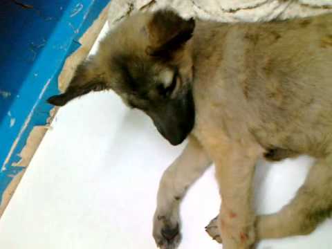 приют нижний тагил