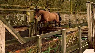 Teaching a racehorse to jump! Henrietta Knight schooling feature