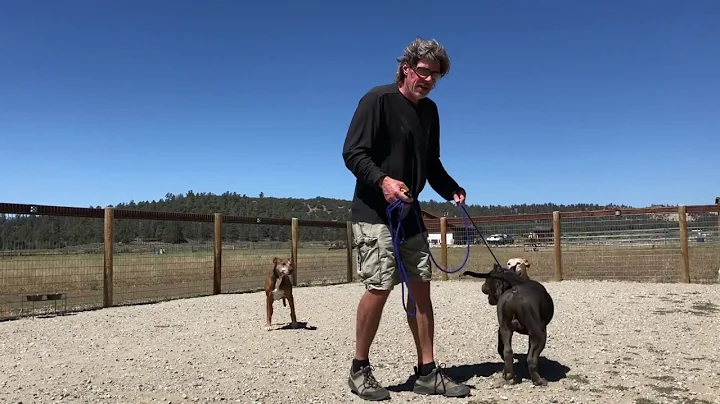Brian Agnew - The Balanced Dog: The High Arousal o...