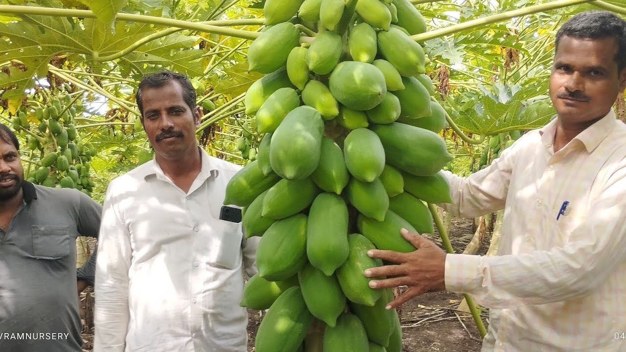 15 नंबर पपीते (breeding line) की खेत किसान के अनुभव