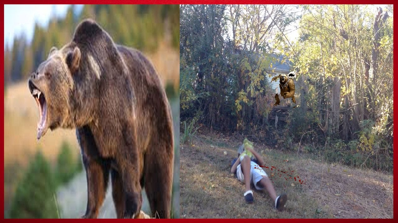 BEAR ATTACKS KID IN THE WOODS REAL TAPE CAUGHT ON CAMERA Part 1 YouTube