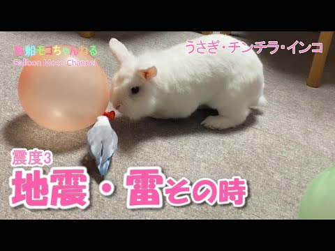 風船モコちゃんねる