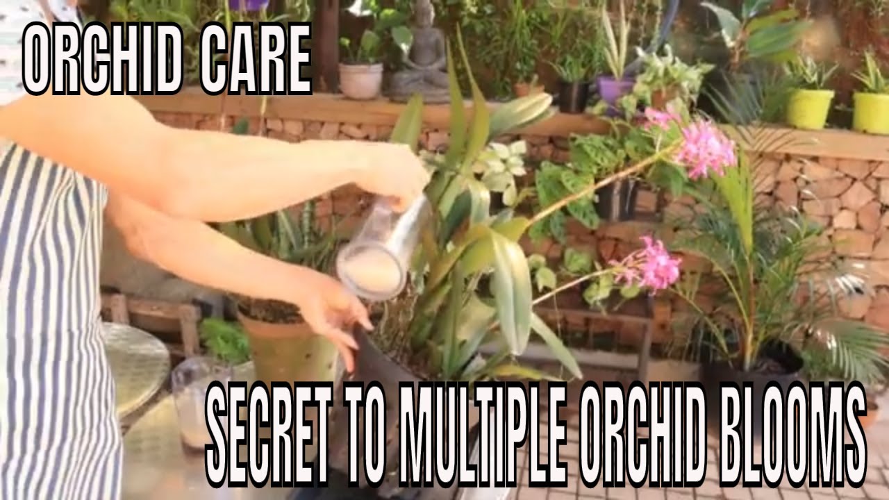 Do This to Unlock the secret to multiple flower blooms.
