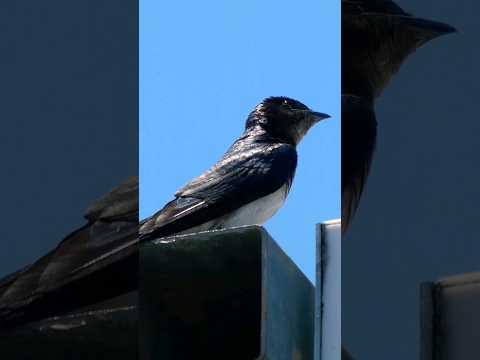 Grey-Breasted Martin (Progne chalybea)